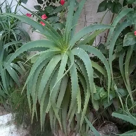 Verticalia 72017 Ostuni
